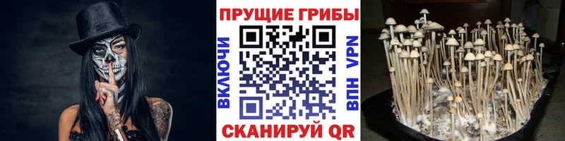 закладки  omg ССЫЛКА  Галлюциногенные грибы мицелий  Каргат 